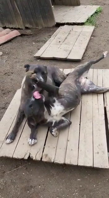 Gemma e Giada sorelline vivaci e allegrotte Foto 4